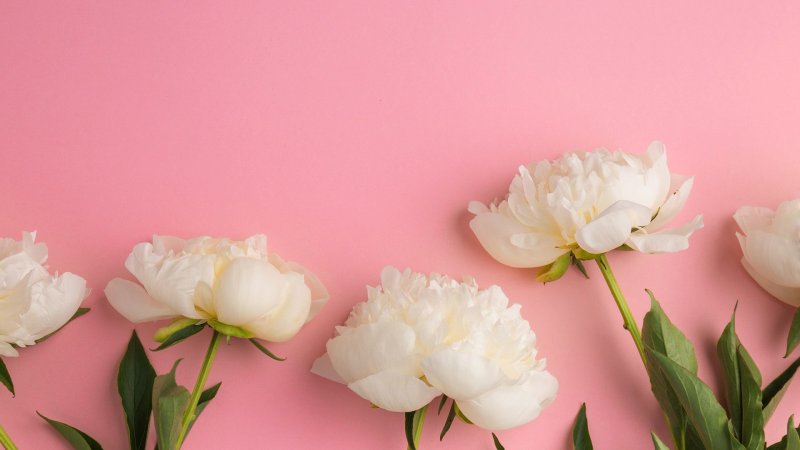 Пион Кингс Дэй