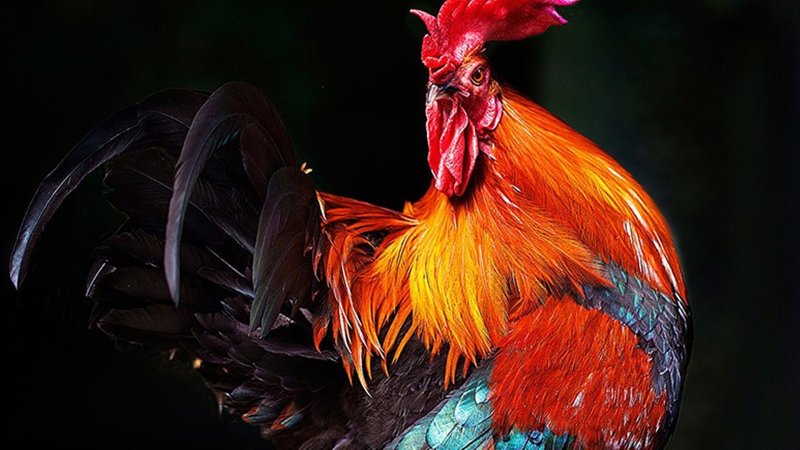 Красивый петух