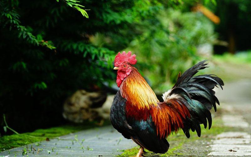 Разноцветный петух
