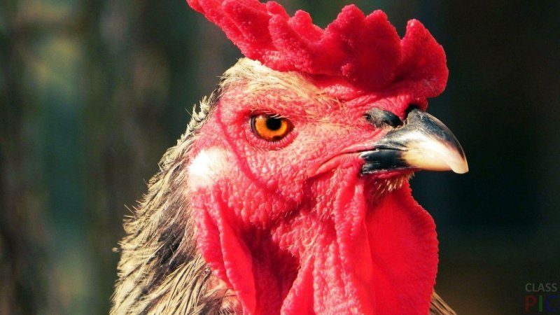 Злой петушок