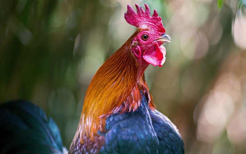 Красивый петух
