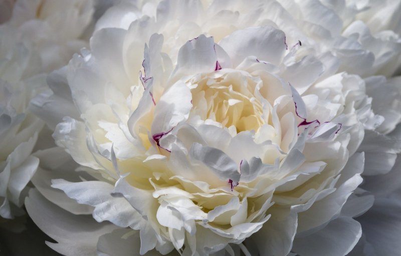 Пион Carrara пион Каррара