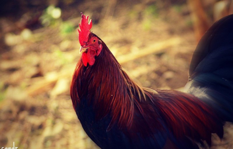 Рыжий петух