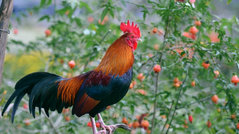 Петух (птица)