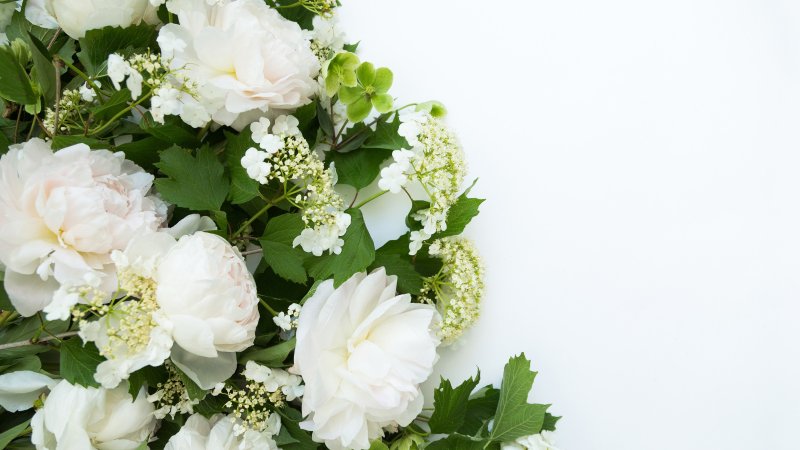 Белые пионы