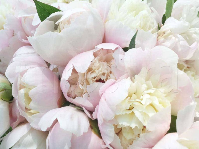 Пионы белые крупные