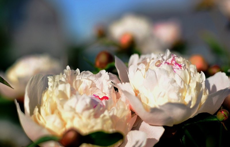 Пион Жардин белый