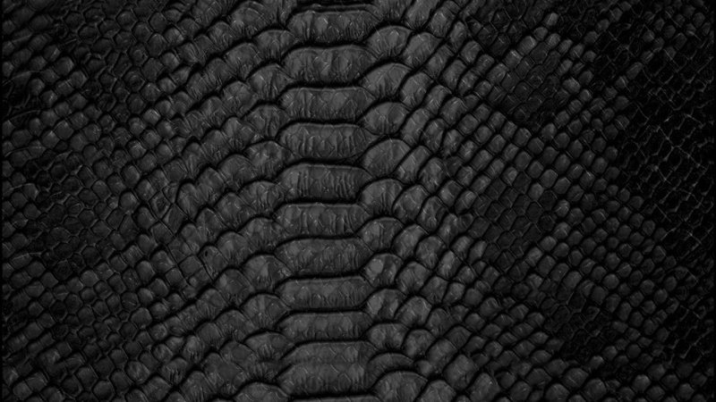 Чешуя Блэк мамбы