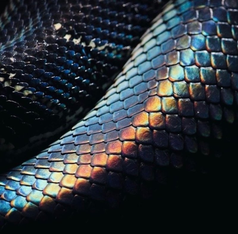 Змеиная чешуя питон