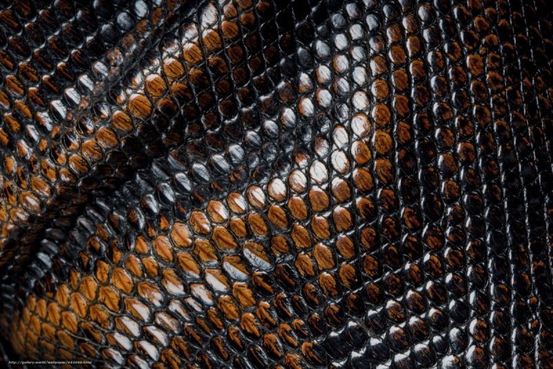 Змеиная чешуя питон