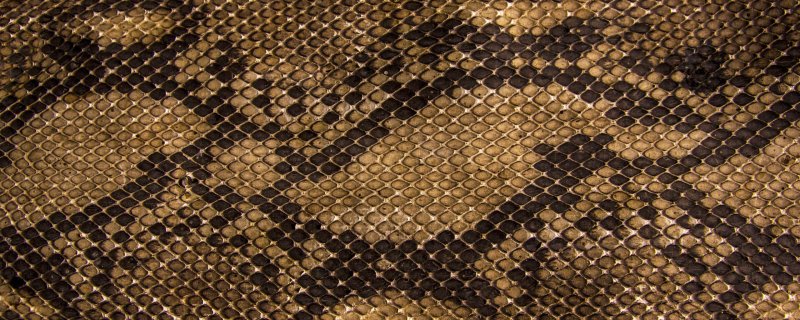 Змеиная кожа