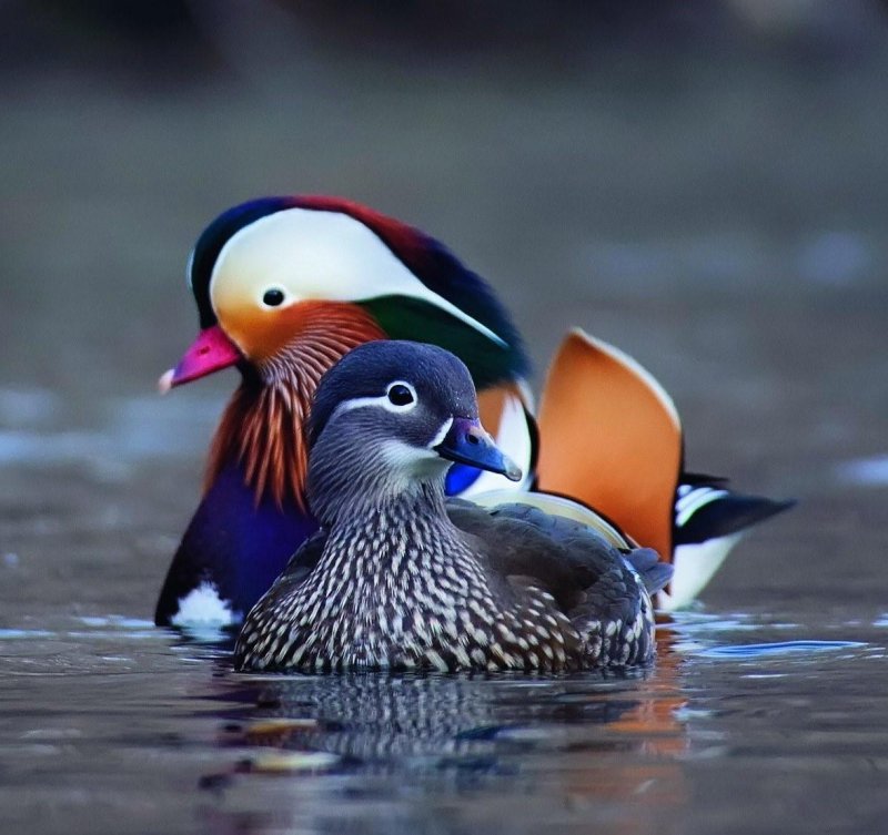 Утки мандаринки пара