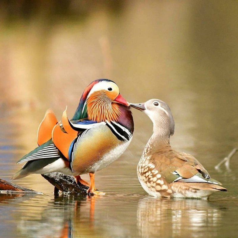 Селезень утки мандаринки