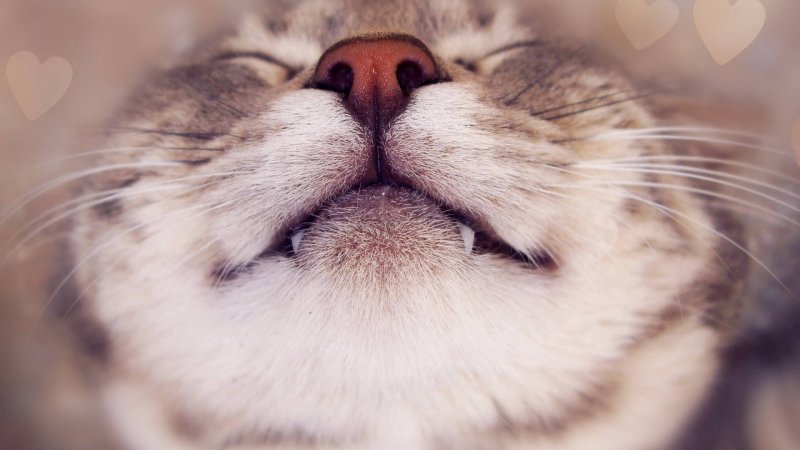 Довольная морда кота