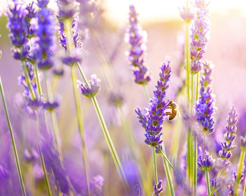 Лаванда Вереск Вербена