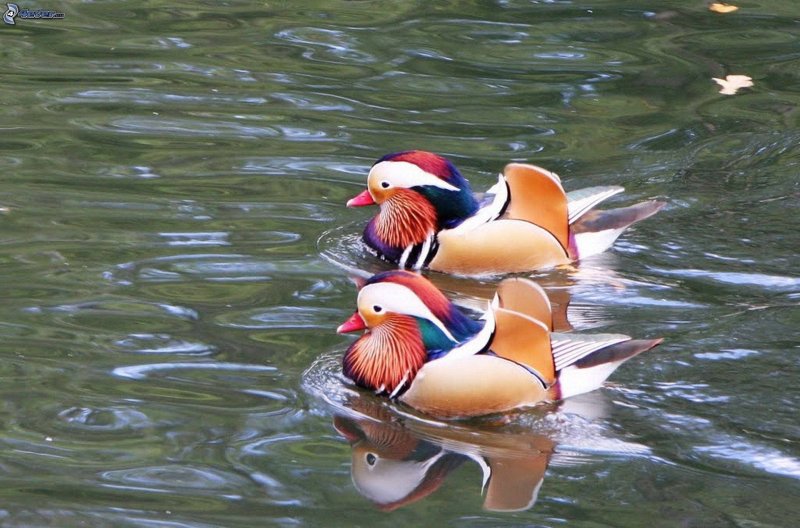 Уточки мандаринки