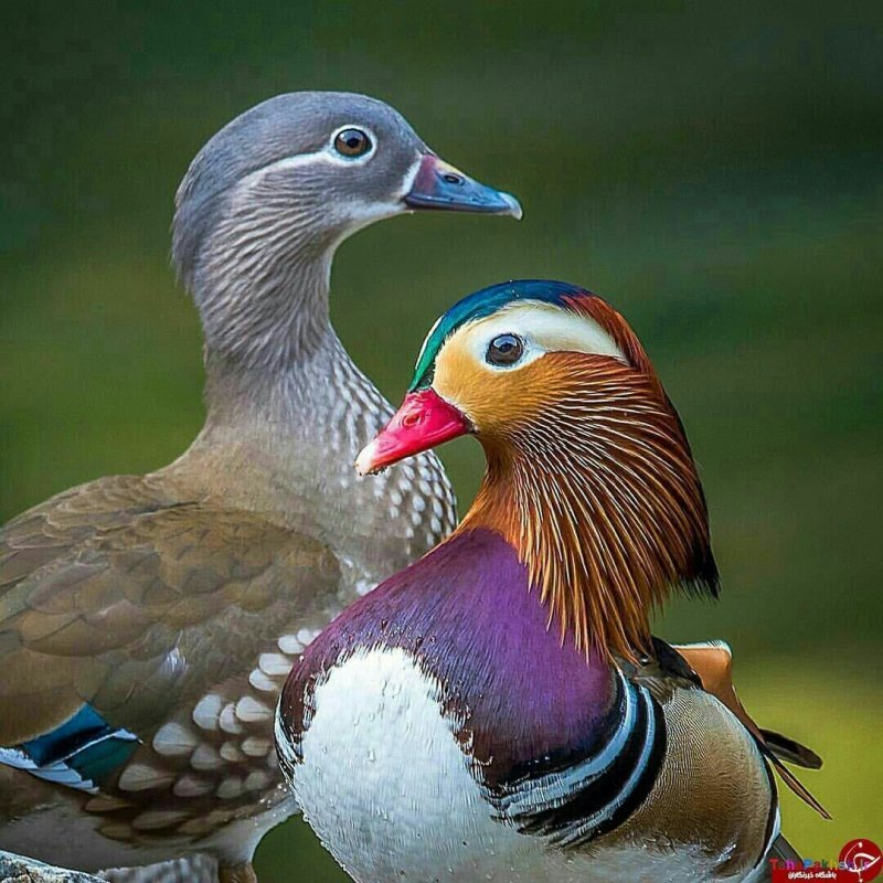 Утки мандаринки