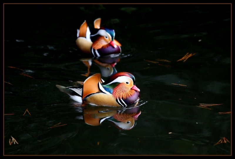 Утка Мандаринка диморфизм