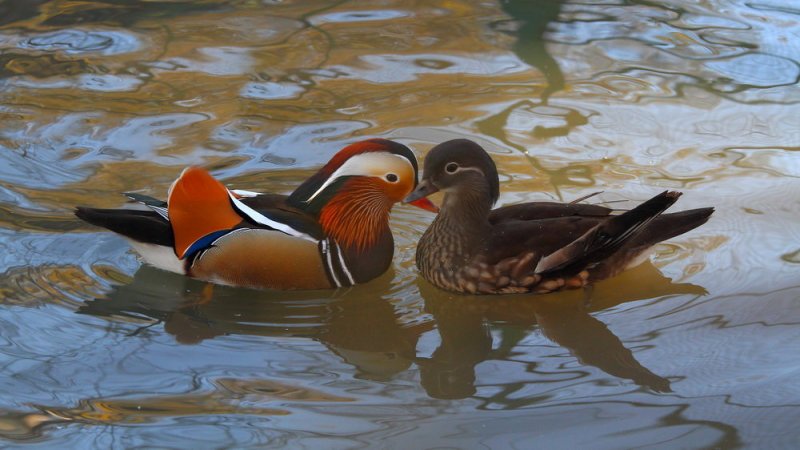 Уточки-мандаринки 2