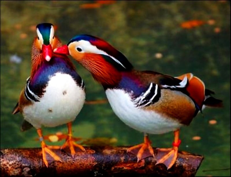 Утки мандаринки неразлучники