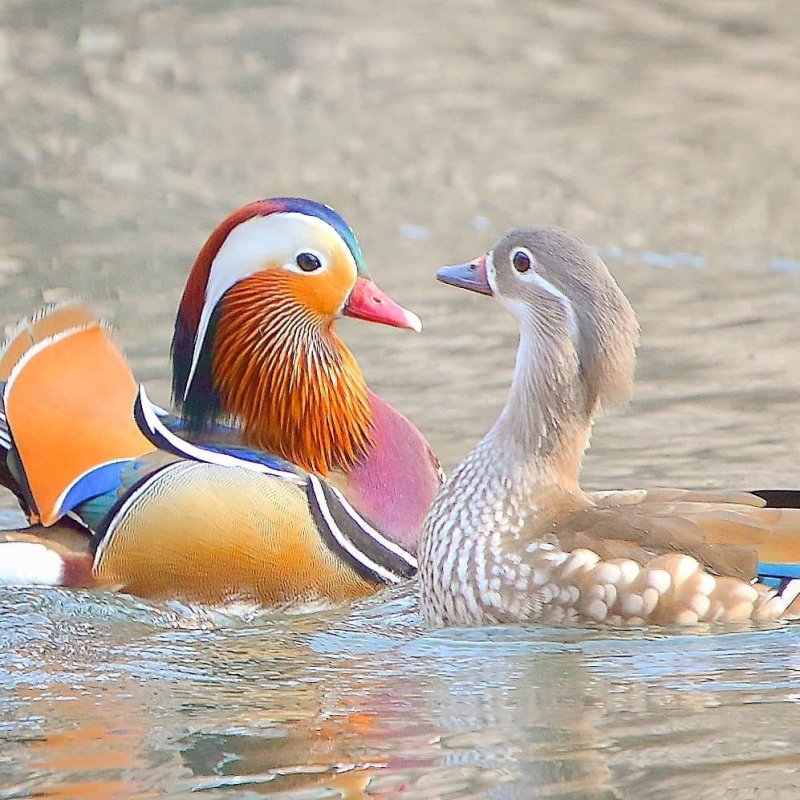 Селезень утки мандаринки