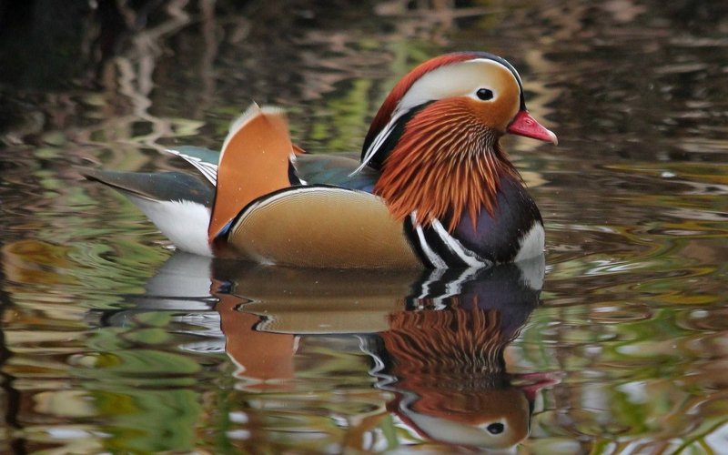 Уточки мандаринки