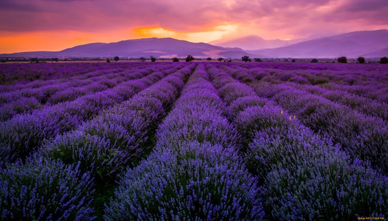 Лефкадия Лавандовые поля