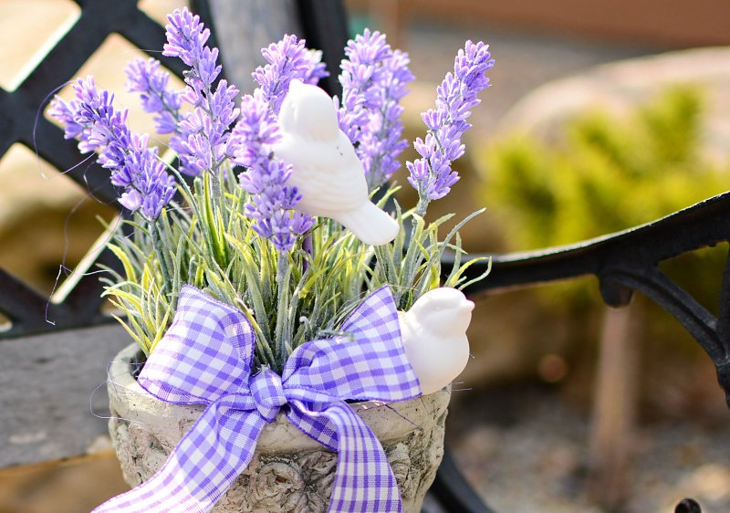 Лаванда Прованс