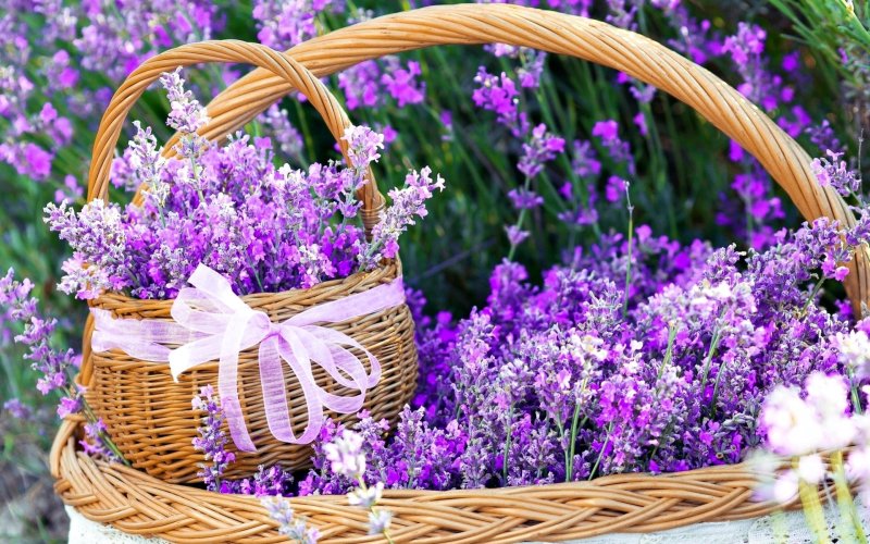 Вербена Лавандовая