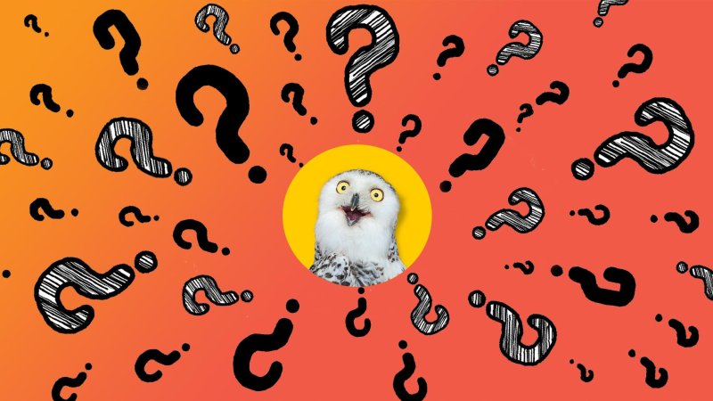 Принт с вопросительными знаками