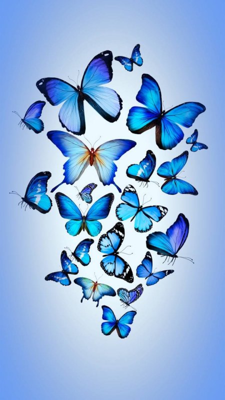 Синяя бабочка