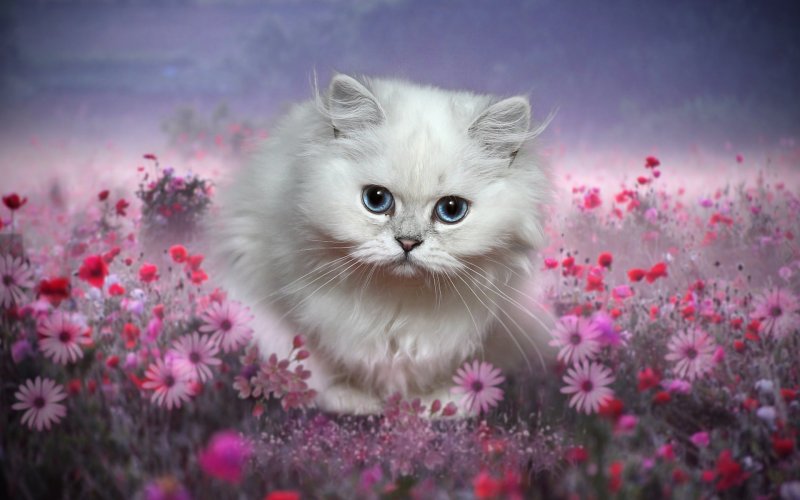 Заставка на рабочий стол котята