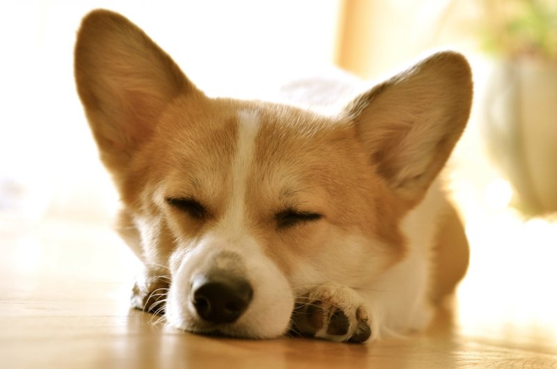 Корги гладкошерстный
