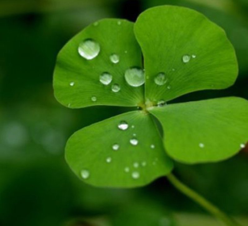 Клевер трехлистный