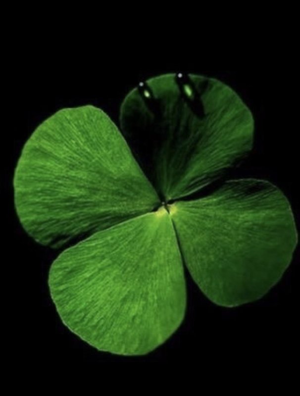 Зеленый Клевер четырехлистный