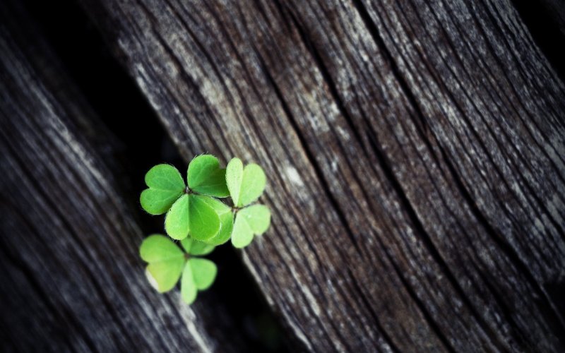 Клевер четырехлистный макро