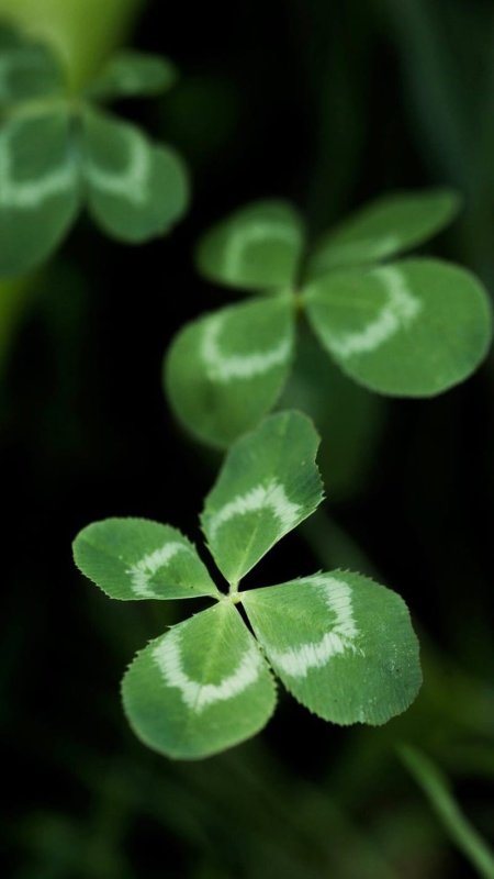 Четырёхлистный Клевер на удачу