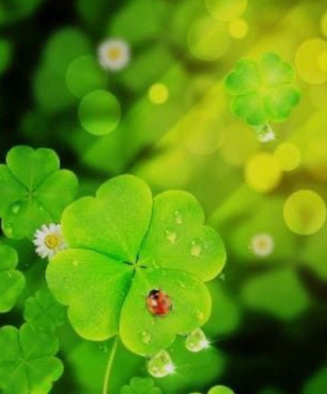 Ирландский Клевер четырехлистный