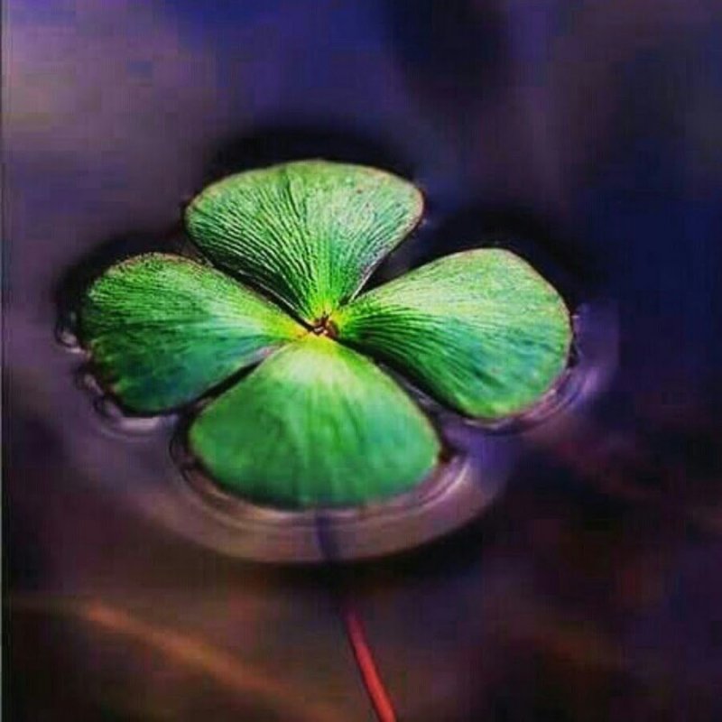 Четырехлистный Клевер Эстетика