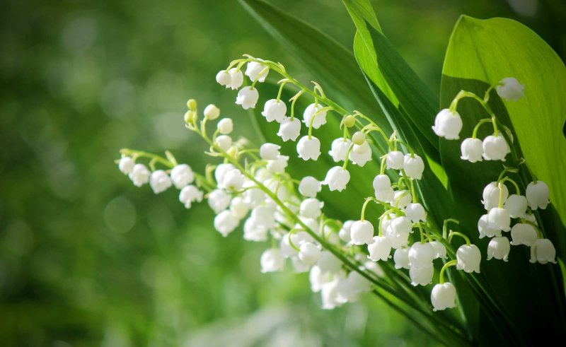 Весенние цветы Ландыши