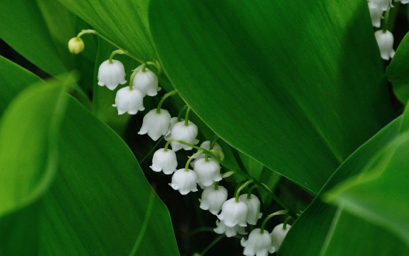 Весенние цветы Ландыши