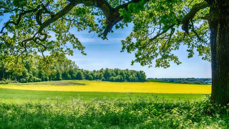 Летний пейзаж фото