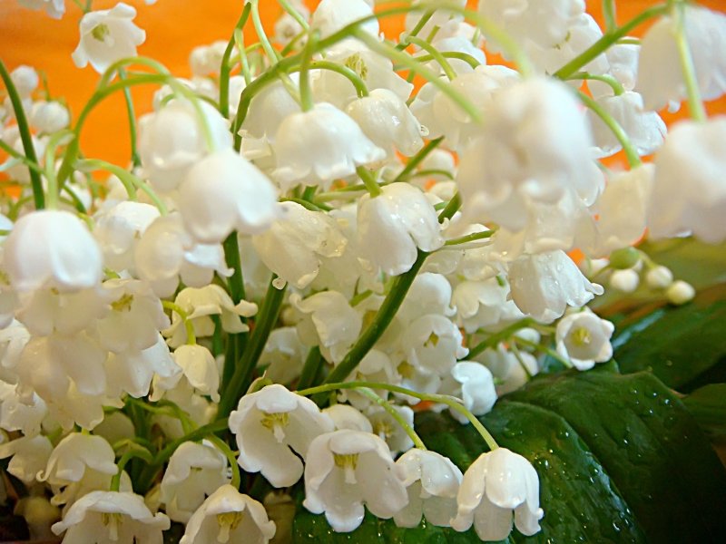 Капский Ландыш