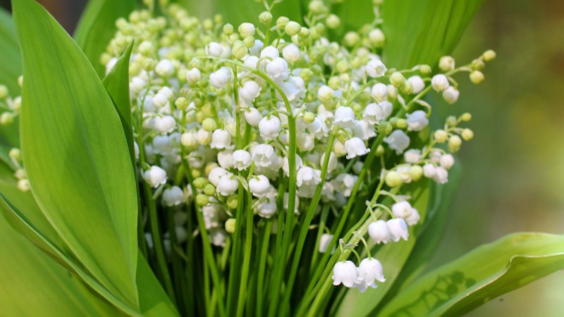 Ландыши "первоцветы"