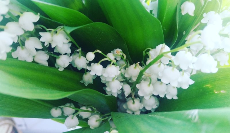 Весенние цветы Ландыши