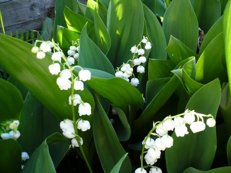 Весенние цветы Ландыши