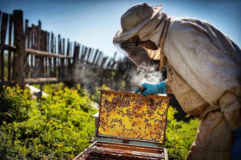 Пчелы пасека