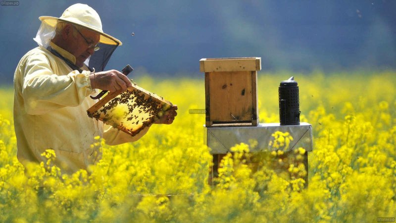 Пчеловод на пасеке