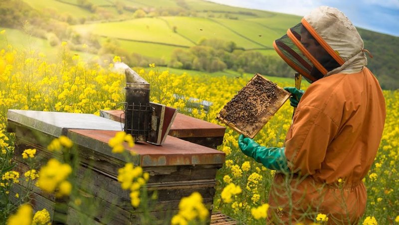 Пчелы в сельском хозяйстве