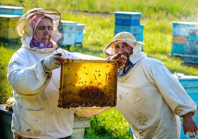 Пчелы пасека